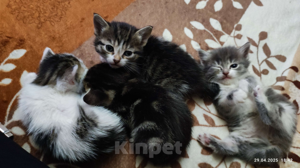 Кошки в Ростове-на-Дону: Отдаю бесподобных котят в добрые руки Девочка, Бесплатно - фото 6