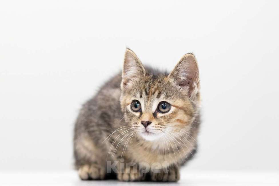 Кошки в Москве: Кира Девочка, Бесплатно - фото 3