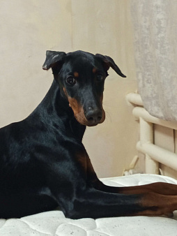 Доберман щенок
