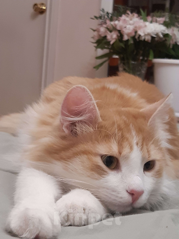 Кошки в Ижевске: Пушистый милаха Мальчик, Бесплатно - фото 7