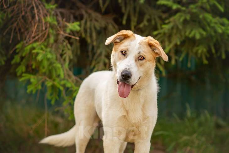 Собаки в Москве: Альба Девочка, Бесплатно - фото 7