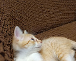 Кошки в Симферополе: Пожалейте котенка! Отличный охотник! Мальчик, Бесплатно - фото 7