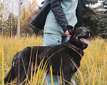 Собаки в Зеленограде: Арчи ищет дом Мальчик, Бесплатно - фото 2
