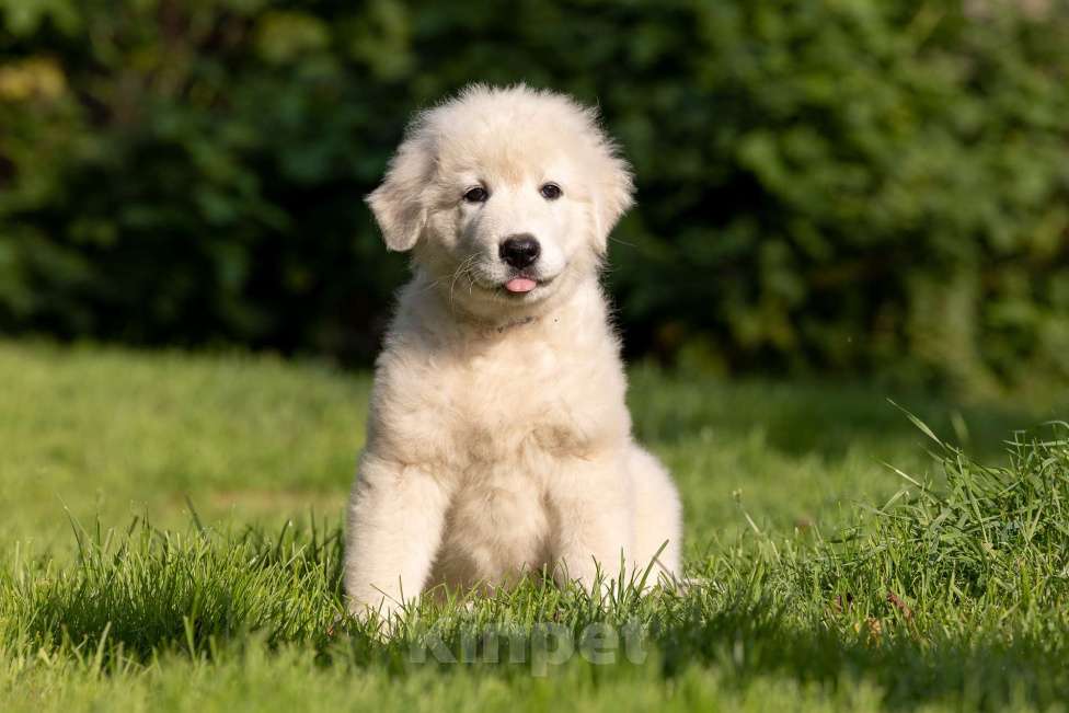 Собаки в Пушкино: Мареммо абруцкая овчарка Мальчик, Бесплатно - фото 3