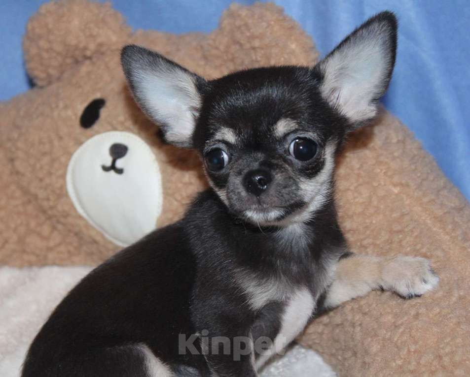 Собаки в Москве: Мини девочка чихуахуа Девочка, 35 000 руб. - фото 1