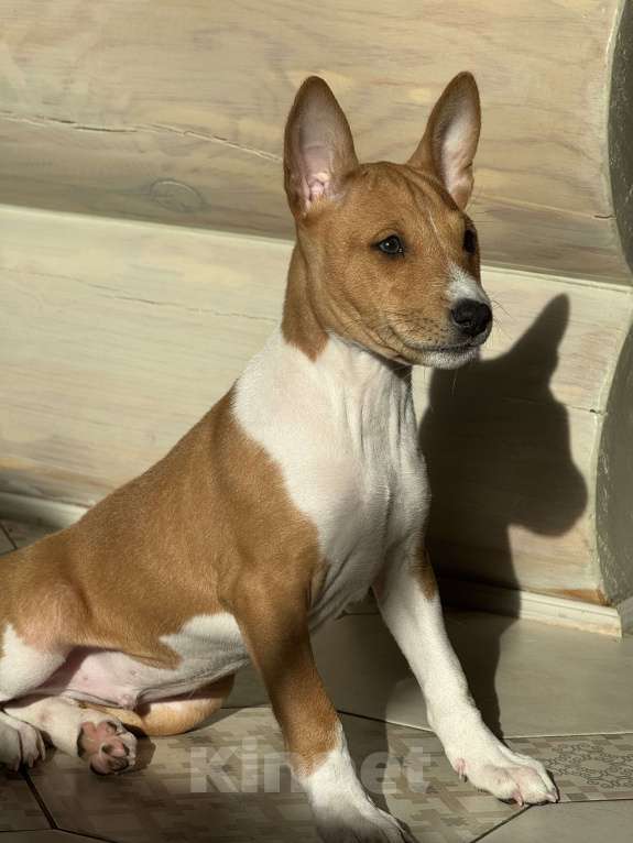 Собаки в Челябинске: Щенок Арчи породы басенджи Мальчик, 50 000 руб. - фото 4