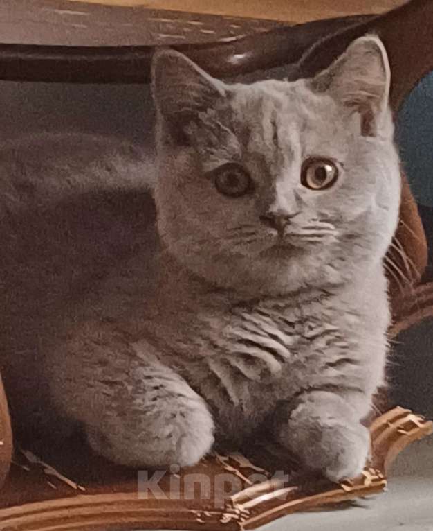 Кошки в Подольске: Британский котенок Мальчик, 35 000 руб. - фото 1