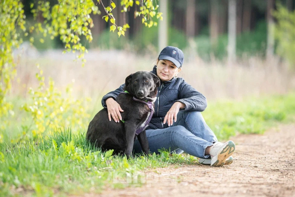 Собаки в Москве: Собака в дар Девочка, Бесплатно - фото 5