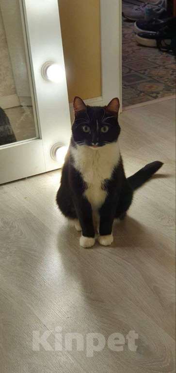 Кошки в Москве: кошка Шошанна срочно ищет дом Девочка, Бесплатно - фото 4