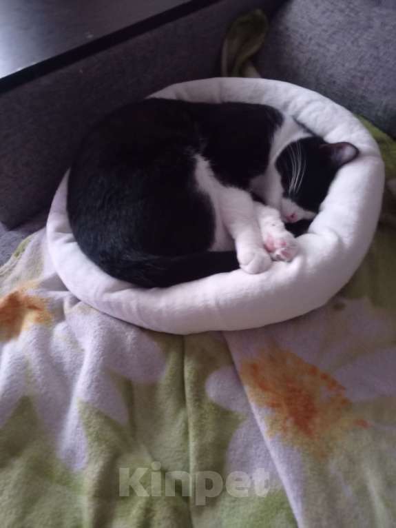 Кошки в Москве: Отдам в добрые руки Мальчик, Бесплатно - фото 2