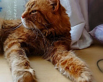 Кошки в Орске: Вязка Мейн-кун, 4 999 руб. - фото 4