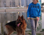 Собаки в Новосибирске: Вязка.Кобель(Немецкая овчарка) Мальчик, Бесплатно - фото 3