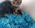 Кошки в Малмыже: Шотландские чистокровные котята Новогодние подарки, 4 000 руб. - фото 6