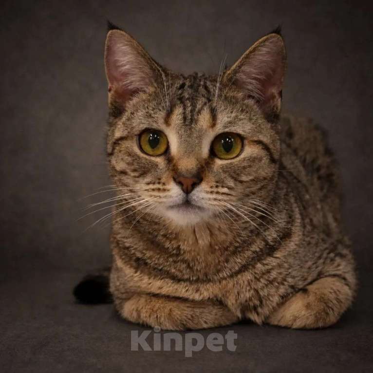 Кошки в Москве: Нежная маленькая кошенька Оливия очень ждёт своих людей Девочка, Бесплатно - фото 1