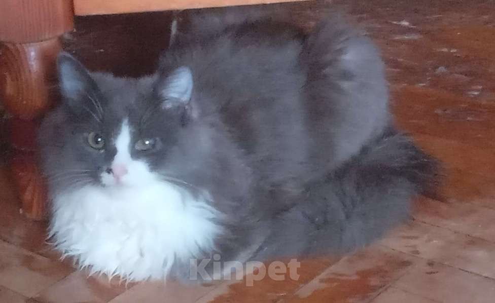 Кошки в Москве: Серый с белым сибирский котик Мальчик, 15 000 руб. - фото 4