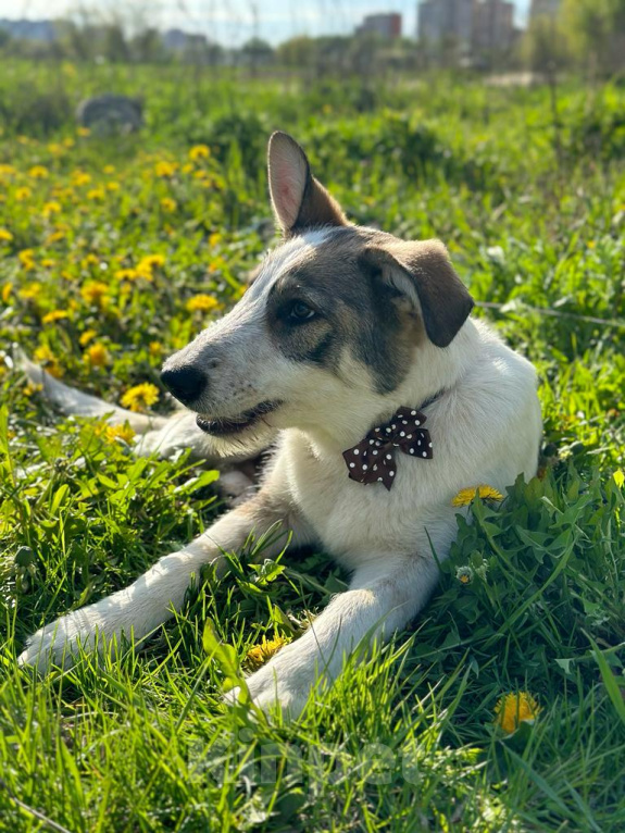 Собаки в Ивантеевке: Щенок ищет дом и своего человека Мальчик, Бесплатно - фото 3