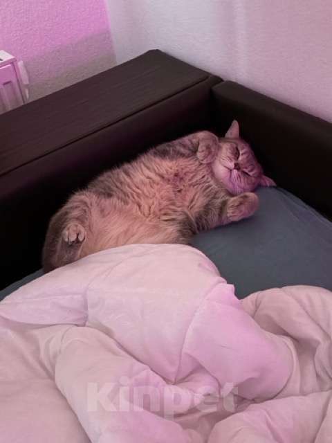 Кошки в Санкт-Петербурге: Шотландская прямоухая Юки, ищет новый дом Девочка, Бесплатно - фото 2