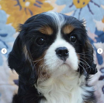 Щенок (сука) кавалер кинг чарльз спаниэль