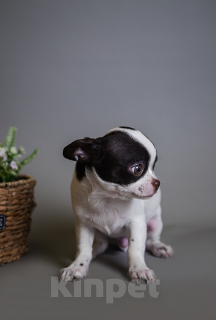 Собаки в Королеве: Мальчишка щенок Чихуа-хуа Мальчик, 30 000 руб. - фото 3