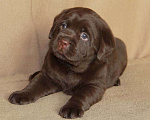 Собаки в Москве: Шоколадные щенки лабрадора. Мальчик, 80 000 руб. - фото 8