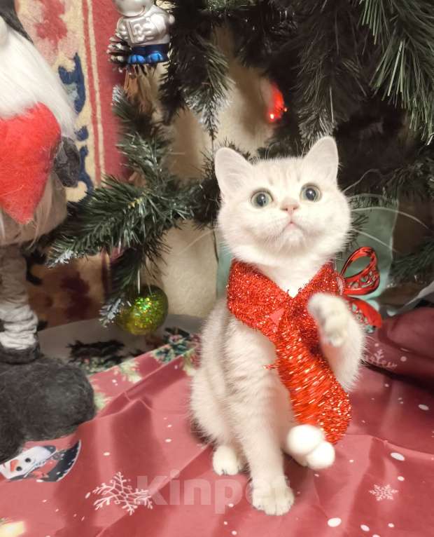 Кошки в Москве: Голубая золотая шиншилла Девочка, 40 000 руб. - фото 3