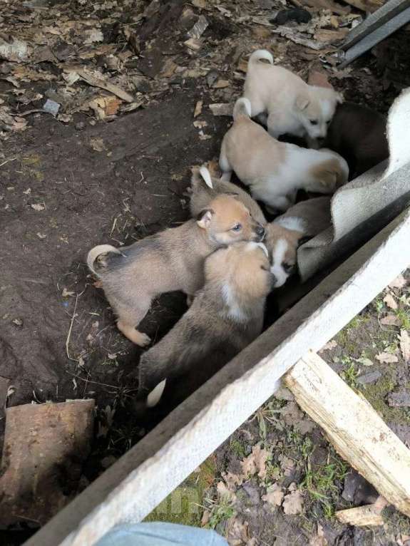 Собаки в Москве: В добрые руки Разнополые, Бесплатно - фото 3