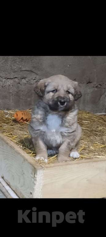 Собаки в Магнитогорске: Банхар(монгольский Волкодав)  Мальчик, 40 000 руб. - фото 3