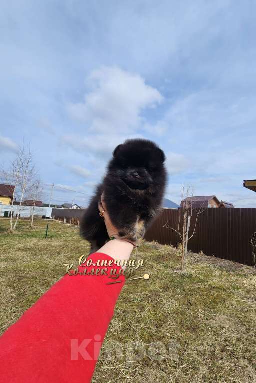Собаки в Москве: Померанский шпиц из племенного питомника Мальчик, Бесплатно - фото 1