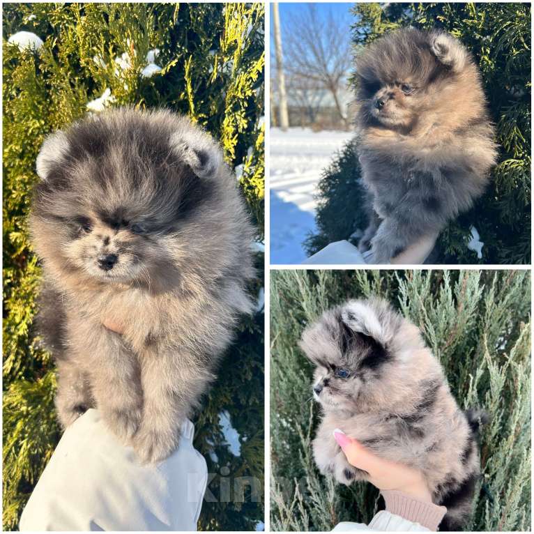 Собаки в Волгограде: Шпиц Девочка, 30 000 руб. - фото 1