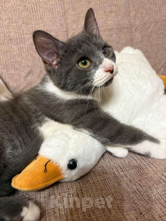 Кошки в Санкт-Петербурге: Обаятельный котенок, мальчик 4 мес. Мальчик, Бесплатно - фото 2