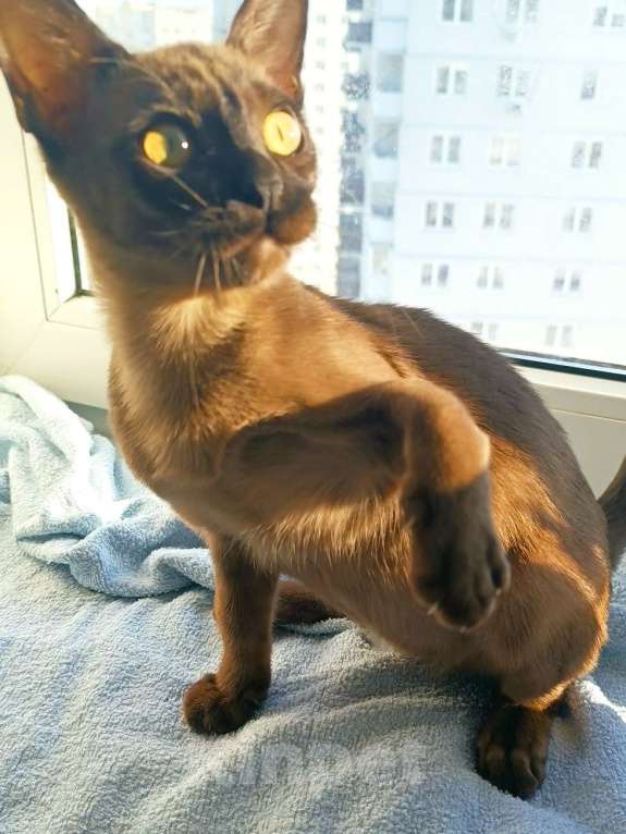 Кошки в Ростове-на-Дону: Европейская бурма  Мальчик, 65 000 руб. - фото 5