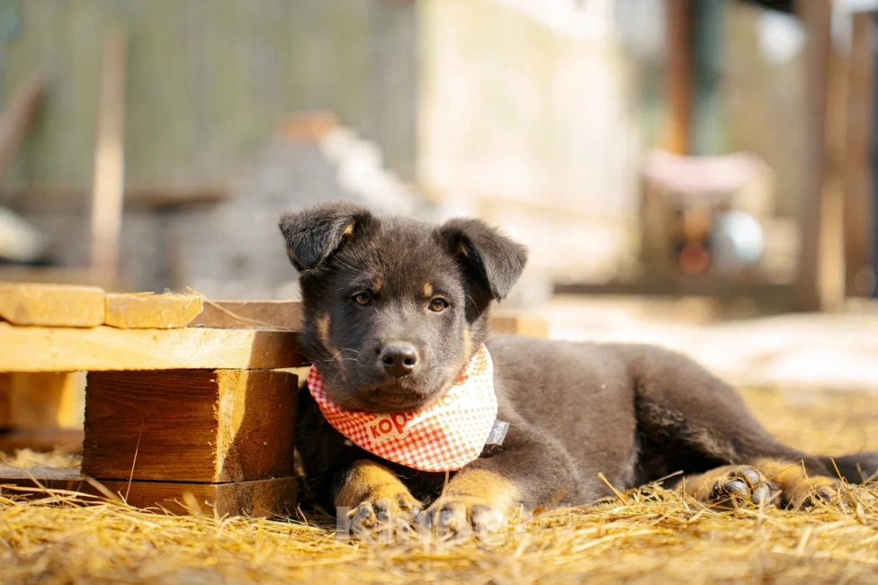 Собаки в Красногорске: Щенок мальчик Юджин 2 месяца Мальчик, Бесплатно - фото 6