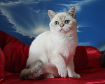Кошки в Клине: Котик с синими глазами Мальчик, 25 000 руб. - фото 6