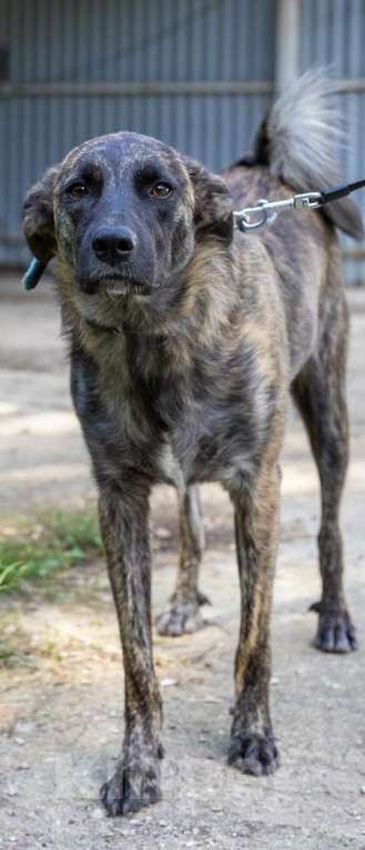 Собаки в Долгопрудном: Тигроша ищет дом Мальчик, Бесплатно - фото 3