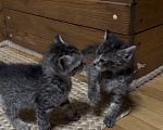 Кошки в Краснодаре: Котята (мальчики) ищут Дом ♥️ Мальчик, Бесплатно - фото 3