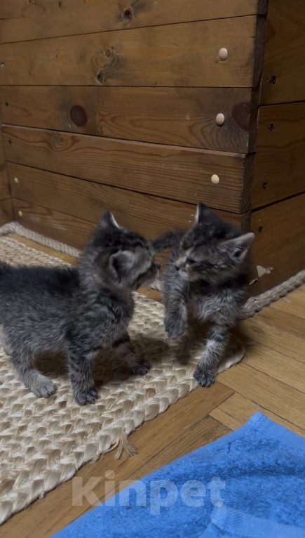 Кошки в Краснодаре: Котята (мальчики) ищут Дом ♥️ Мальчик, Бесплатно - фото 3