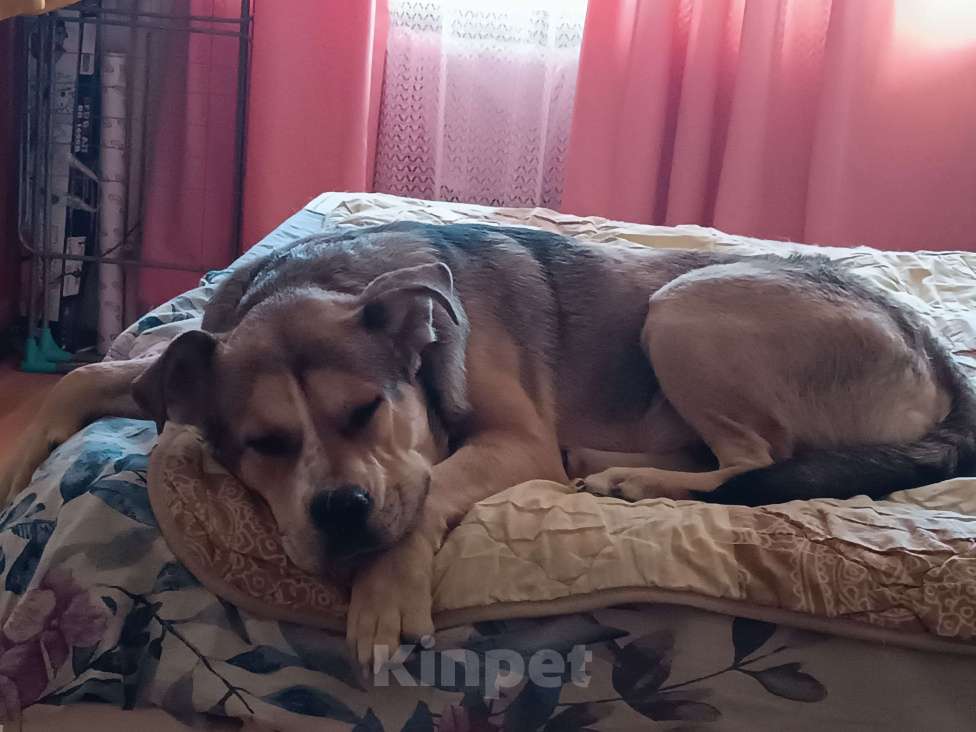 Собаки в Севастополе: Супер собака Мальчик, Бесплатно - фото 4