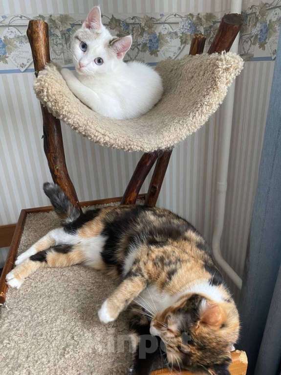 Кошки в Москве: Дашка 3г в добрые руки Девочка, Бесплатно - фото 3