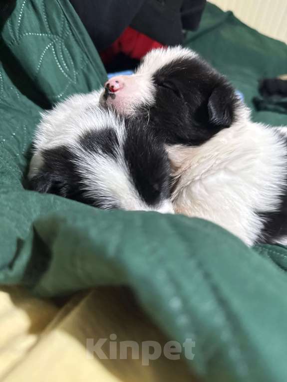 Собаки в других городах Московской области: Бейли Девочка, 100 руб. - фото 7