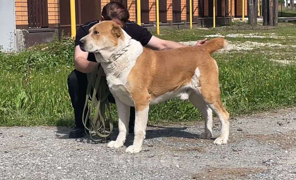 Собаки в Екатеринбурге: Предлагаю для вязки Мальчик, 30 000 руб. - фото 1