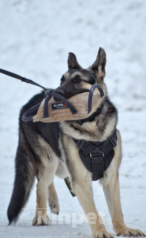 Собаки в Кемерово: Подросток ВЕО с хорошей  родословной Девочка, 60 000 руб. - фото 8