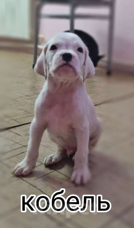 Собаки в Элисте: Стафф-боксеры Разнополые, 2 000 руб. - фото 1