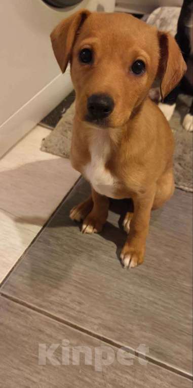 Собаки в других городах Московской области: Щенок Малыша ищет дом Девочка, Бесплатно - фото 5