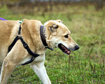 Собаки в Наро-Фоминске: Умка – наиумнейший  Мальчик, Бесплатно - фото 4