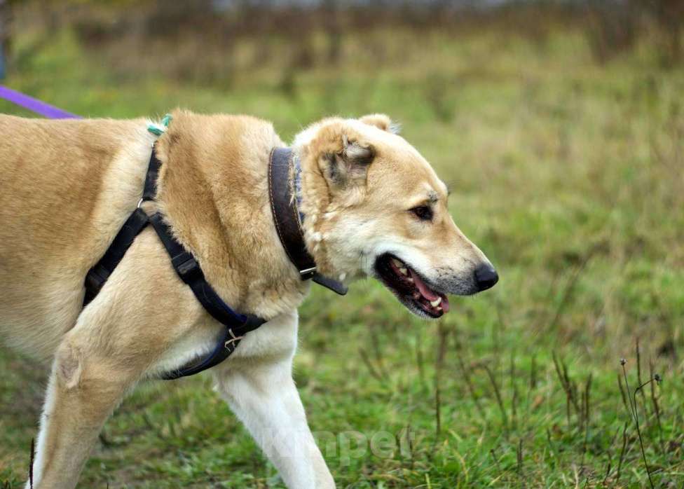 Собаки в Наро-Фоминске: Умка – наиумнейший  Мальчик, Бесплатно - фото 4