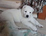 Собаки в Ногинске: Чистокровные щенки среднеазиатской овчарки к продаже Мальчик, Бесплатно - фото 5