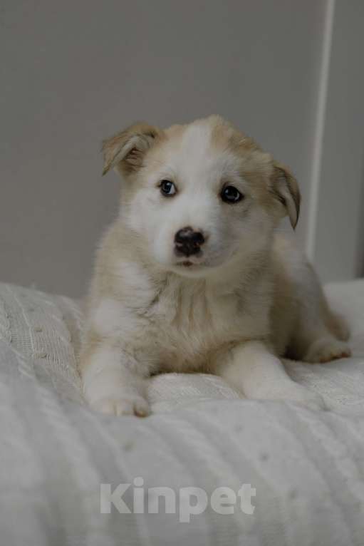 Собаки в Москве: Щенок в добрые руки Девочка, Бесплатно - фото 1