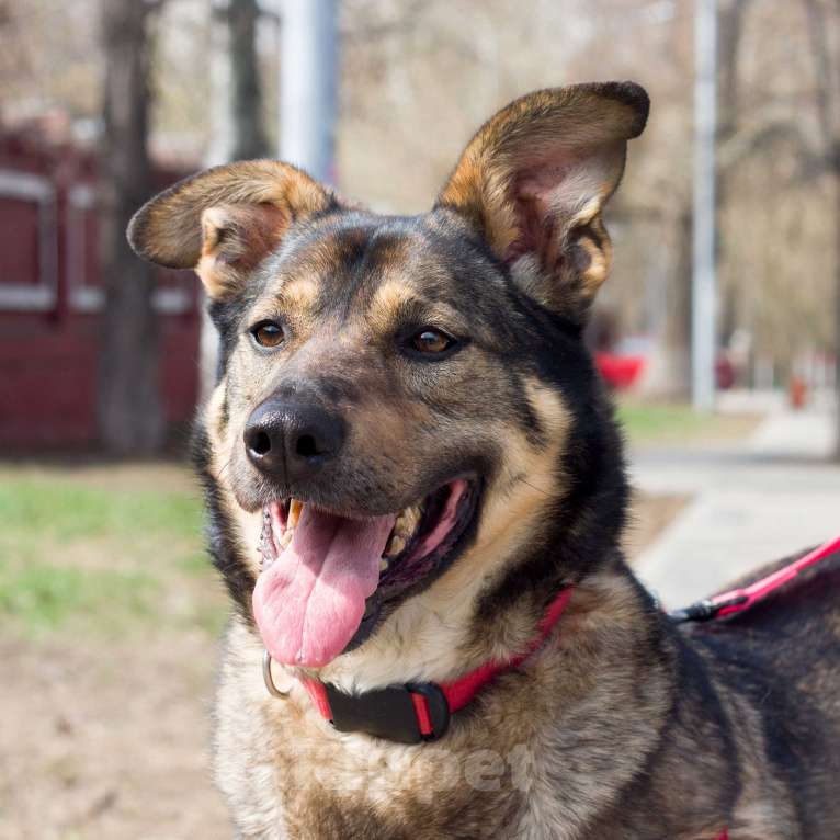 Собаки в Москве: Лиза Девочка, Бесплатно - фото 3
