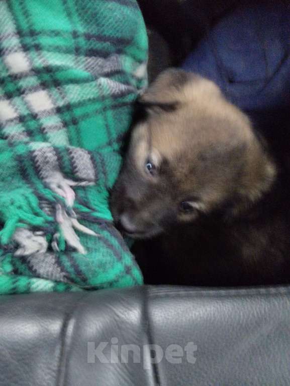 Собаки в Москве: Малыш Мальчик, Бесплатно - фото 3