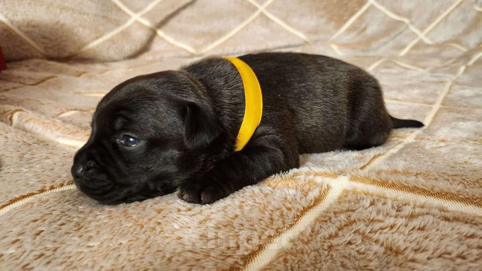 Собаки в Москве: Стаффорлширский бультерьер  Девочка, 60 000 руб. - фото 6